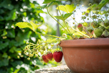 erdbeeren
