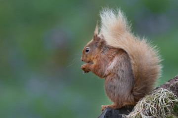 A bushy tailed red squirrel profile portrait sits on a tree stump eating a hazelnut. There are no people and copy space to the left