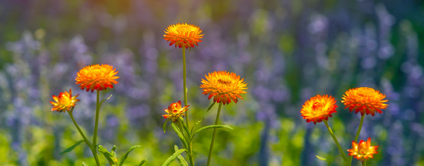 Orange flowers with sunlight at sunset. Nature background.