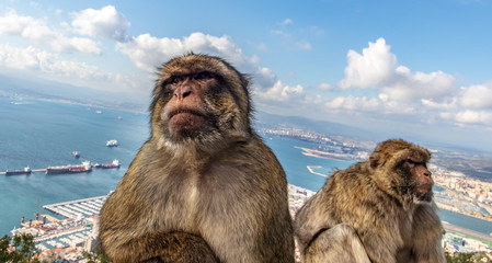 Naklejka premium Barbary macaques in Gibraltar