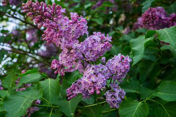 Fototapeta na wymiar Branches of light purple lilac with green leaves in May.