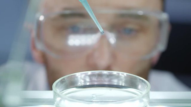Cinemagraph of male scientist face in safety spectacles looking at petri dish and dropping blue liquid on it with pipette