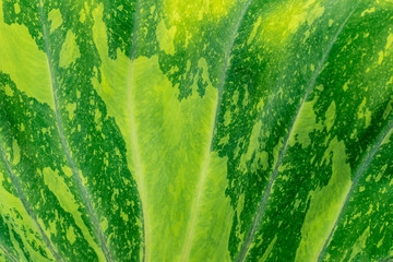 Abstract background from green leaf texture. Nature backdrop.