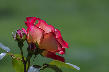 pink rose in the garden