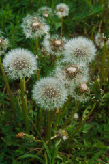 White dandelions on a background of green grass. Seeds of dandelions with white fluff.