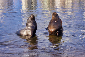 Fototapeta premium Sea Lions in the port of Punta del Este in Uruguay