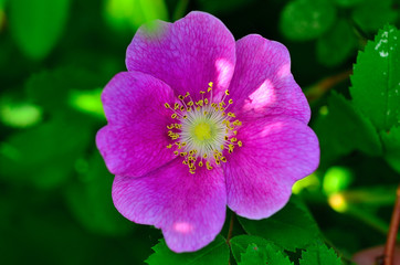 Wild Rose