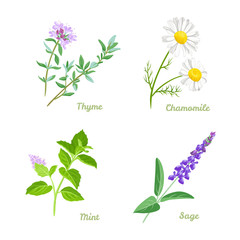 Fototapeta na wymiar Healing herbs vector illustration set. Thyme, Sage, Chamomile and Peppermint. Medical plants collection in cartoon simple flat style.