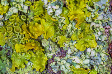 close up of lichen on bark of tree