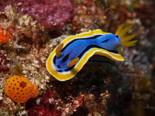Underwater close-up photography of a chromodoris nudibranch.