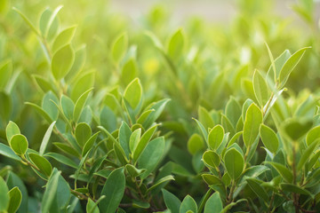green leaf natural background for texture
