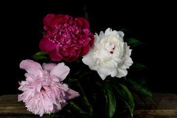 White pink red dahlia on black background. Close-up . Concept - a decoration for the holiday