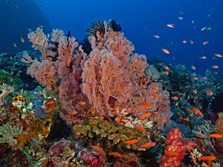 Naklejka na ściany i meble Underwater wide angle photography of an intact coral reef (Pulau Bangka, North Sulawesi/Indonesia)