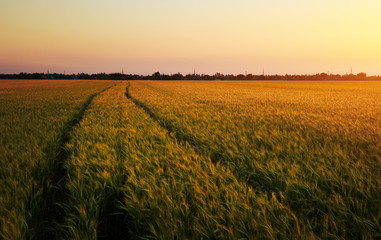 Wheat field at sunset. Beautiful evening landscape. Spikelets of wheat turn yellow. Magic colors of sunset light