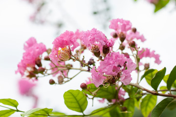 Obraz premium Lagerstroemia flower (Indian Lilac) bloom in the garden on blur nature background.