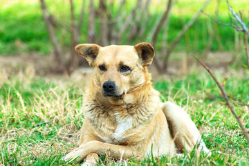 cute red mongrel dog is lying on the grass