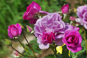 Fototapeta premium Beautiful pink violet roses