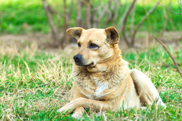 Naklejka na ściany i meble cute red mongrel dog is lying on the grass