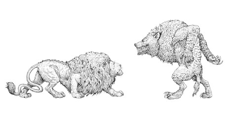 Monster  werwolf illustration. Nemean lion and werewolf anatomy comparison. Fantasy drawing.