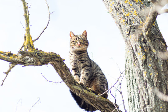 Beautiful gray striped cat on a tree against the blue sky. Cheshire Cat