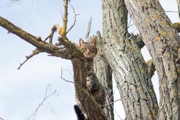 Beautiful gray striped cat on a tree against the blue sky. Cheshire Cat