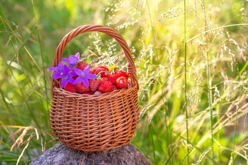 Fototapeta na wymiar Full basket of fresh strawberries and flowers bluebells with summer foliage and sun in the background. The concept of summer, rest, pleasure, healthy eating. Copy space