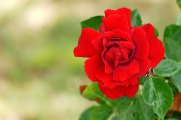Beautiful red rose