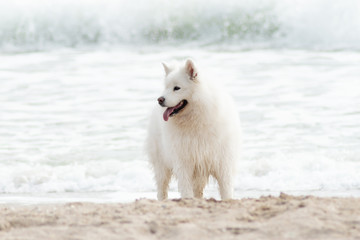 Obraz premium Beautiful Samoyed dog have fun on a beach. Domestic purebred dog is walking at seashore