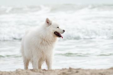 Obraz premium Beautiful Samoyed dog have fun on a beach. Domestic purebred dog is walking at seashore
