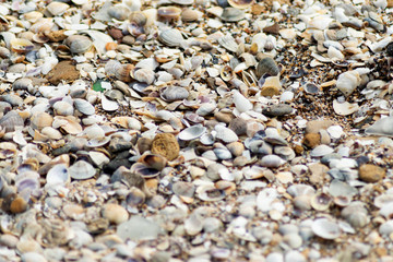 seashells background texture. different shells on sand