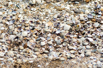 seashells background texture. different shells on sand