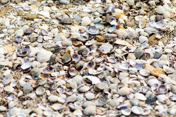seashells background texture. different shells on sand