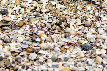 seashells background texture. different shells on sand