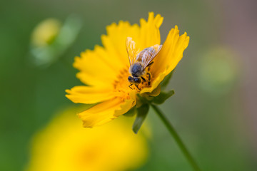 Wildflower,yellow,closeup,pagan,flowering plant,petal,flower,plant stem,wallpaper,natural,outdoor,flower,yellow,nature,plant,garden,summer,green,daisy,flowers,spring,flora ,beauty,bloom,flower,petal,c