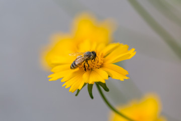 Wildflower,yellow,closeup,pagan,flowering plant,petal,flower,plant stem,wallpaper,natural,outdoor,flower,yellow,nature,plant,garden,summer,green,daisy,flowers,spring,flora ,beauty,bloom,flower,petal,c