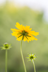 Outdoor spring, blooming yellow flower close-up, Coreopsis，Coreopsis drummondii Torr. et Gray
