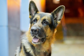 Dog German Shepherd outdoors in a dark night