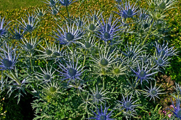 Flowering Eryngium in a garden flower border