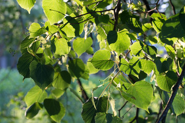 spring linden leaves