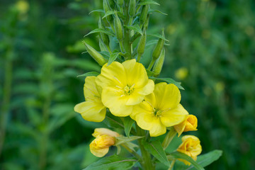 evening primrose yellow flowers