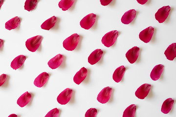 Red juicy peony petals in a row on a white background. Copy space, flat lay