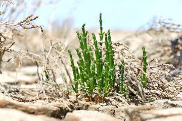 A single samphire or salicornia plant in cracked tan coloured clay at the seashore of the Wadden...