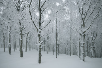 Fototapeta na wymiar Tipico paesaggio invernale nel bosco ricoperto dalla neve