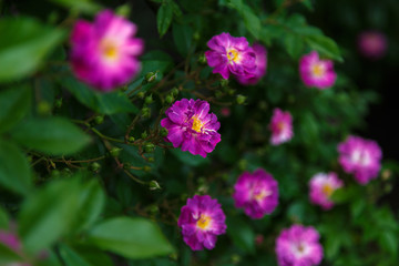 Bright beautiful purple flowers on the rose shrub.
