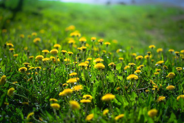 Dandelions on a blurred background