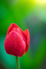 Red flower tulip close up