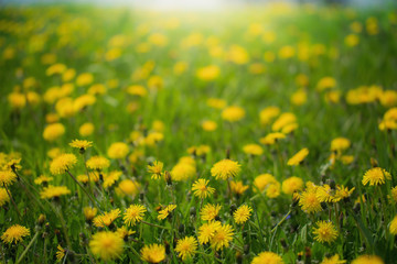 Dandelions on a blurred background