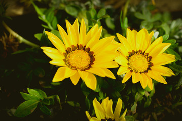 yellow flowers in the garden