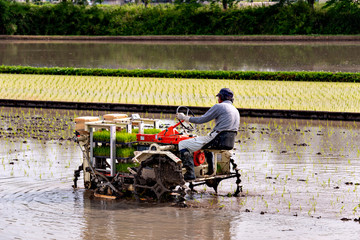 Rice transplanting by machine in Japan