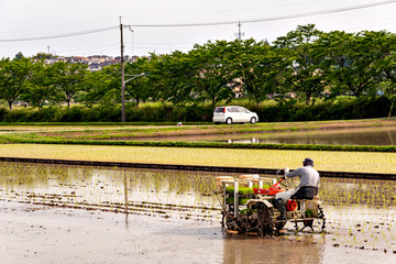 Fototapeta premium Rice transplanting by machine in Japan